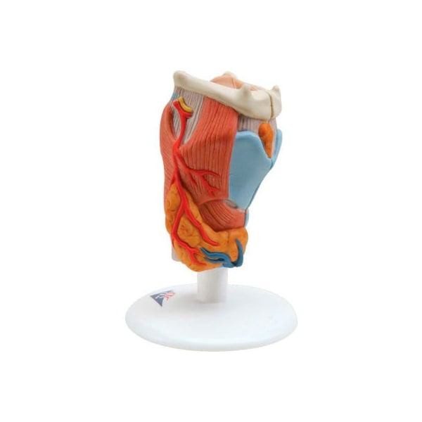 3B Anatomical Model - Larynx, 2-Part